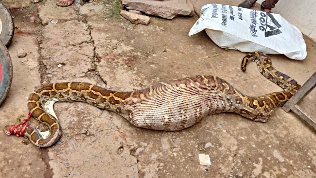 Shocking dragon swallowed the goat in Damoh Madhya Pradesh