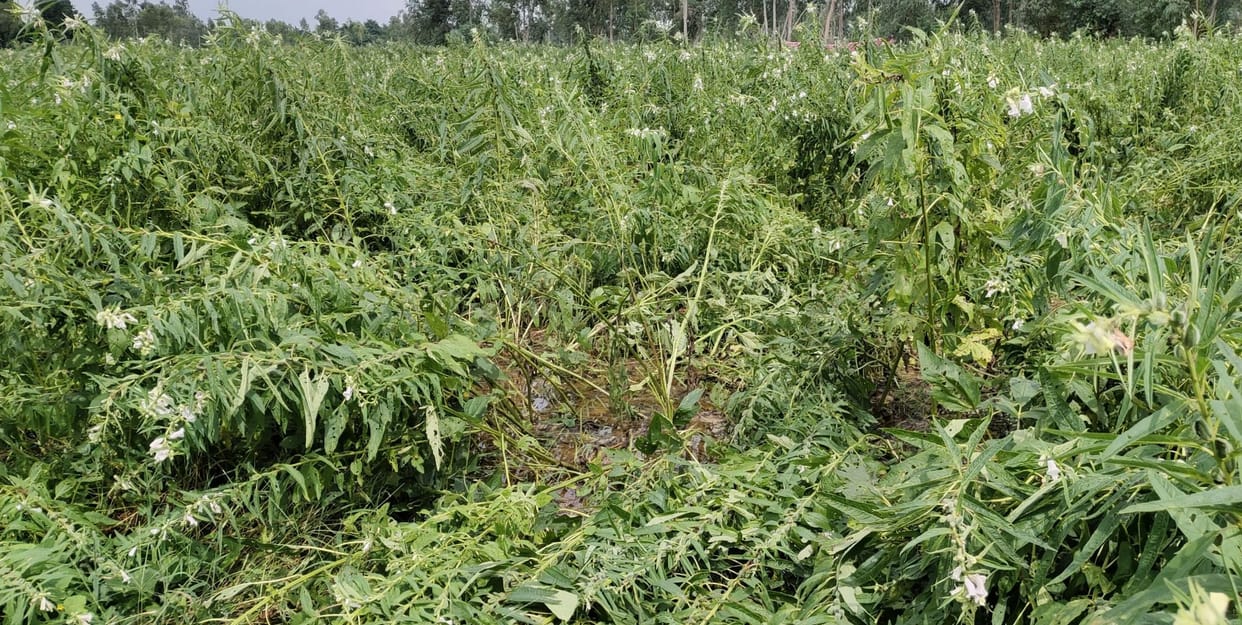 Vegetable farming distroyed due to rain