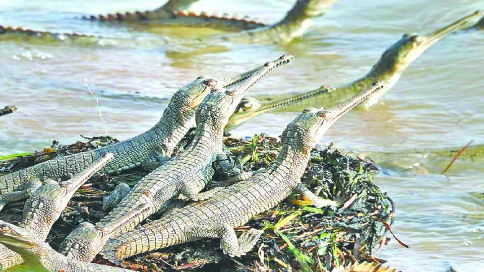 Little Alligators returns in Chambal river after flood