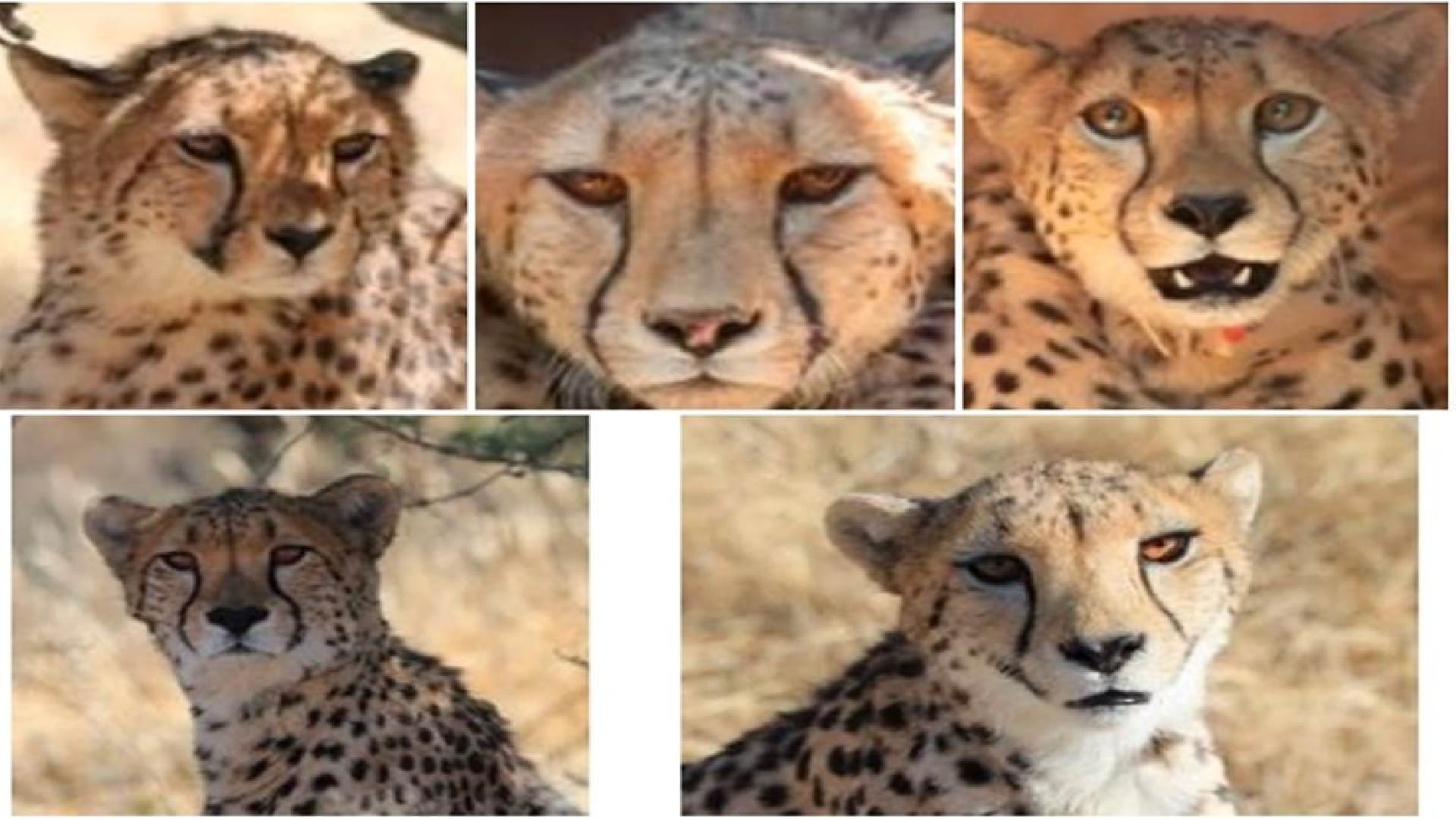 Project Cheetah Three weeks later, all cheetahs safe, still doubts about being released into a large enclosure