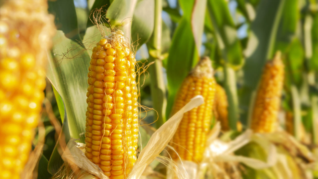 Bihar Government Agriculture Schemes 25 Percent Subsidy On Maize Processing Plant News In Hindi