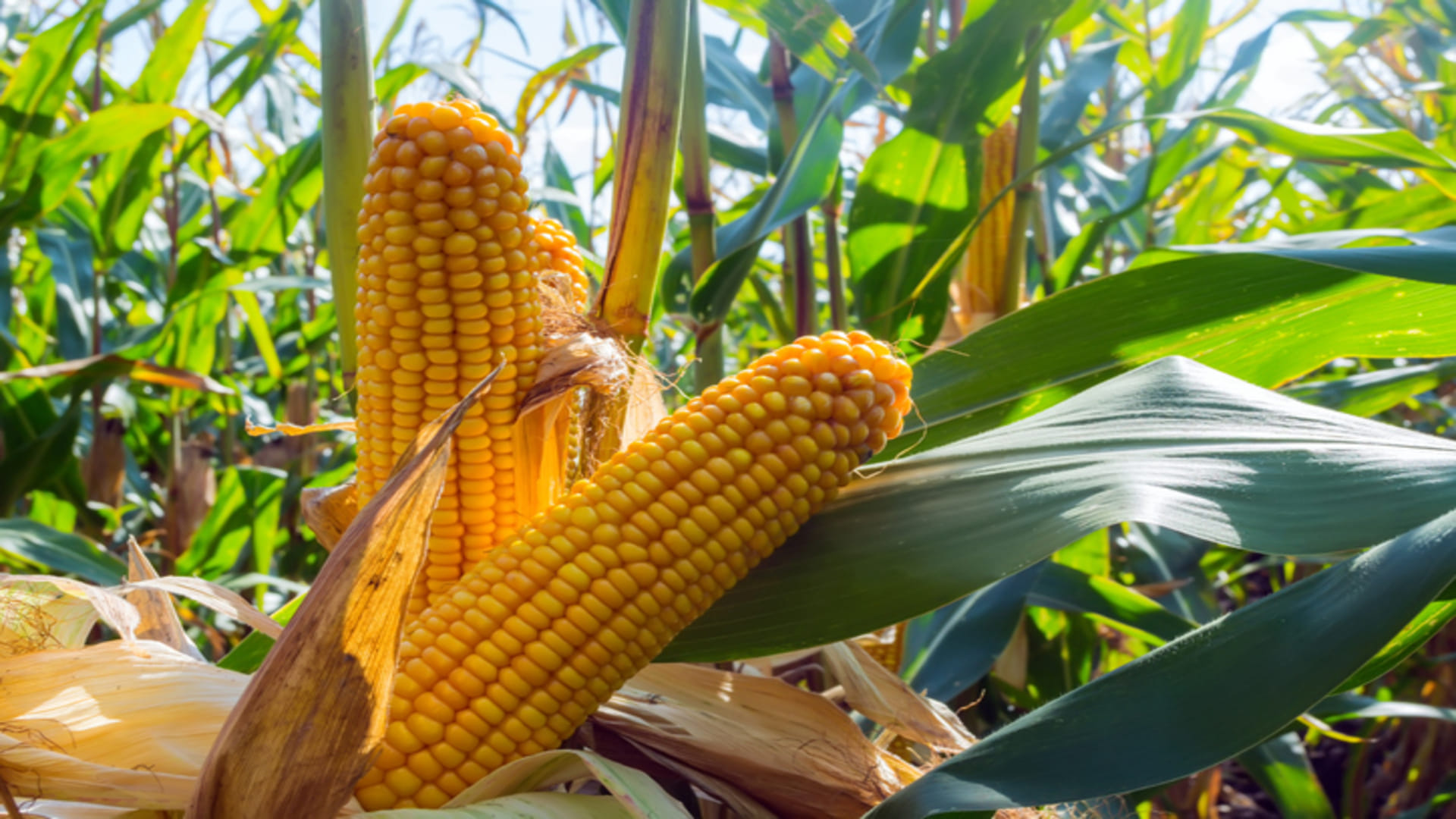 Bihar Government Agriculture Schemes 25 Percent Subsidy On Maize Processing Plant News In Hindi