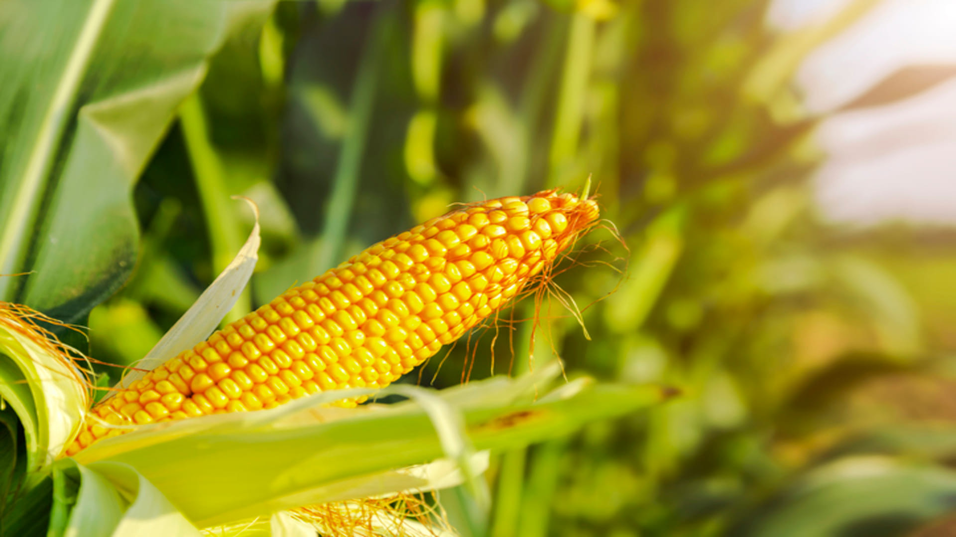 Bihar Government Agriculture Schemes 25 Percent Subsidy On Maize Processing Plant News In Hindi