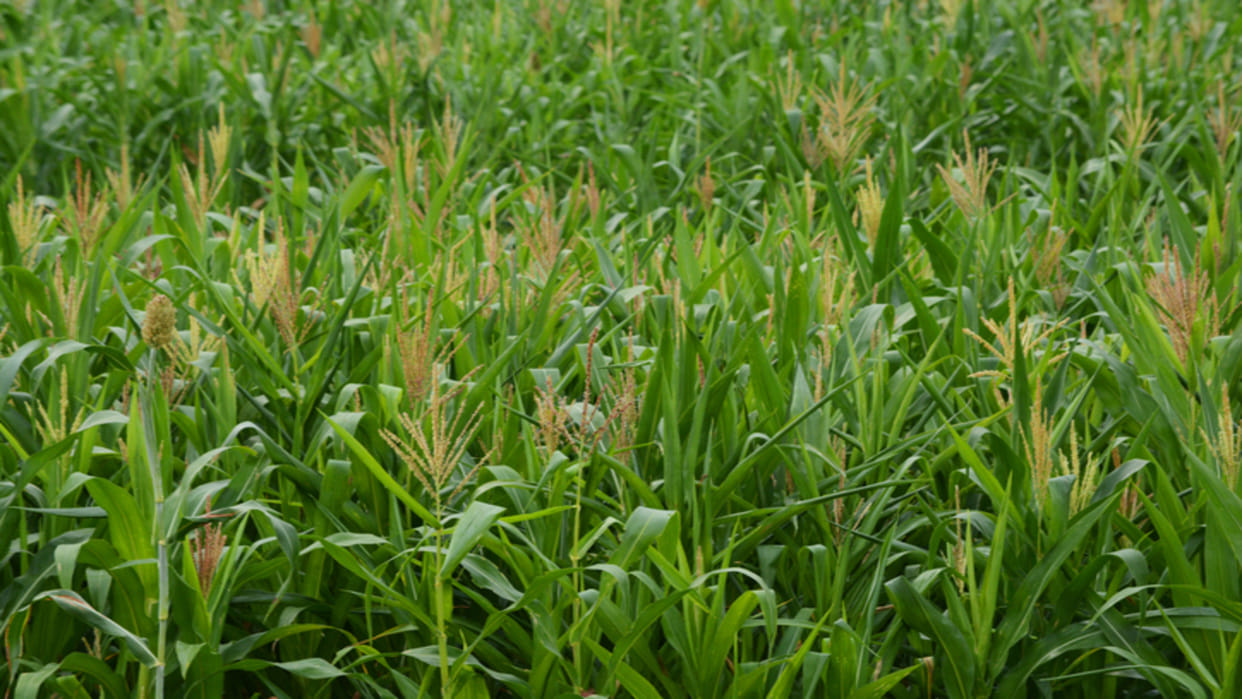 Jammu Kashmir: 5013 crore will be spent on agriculture in the next five years