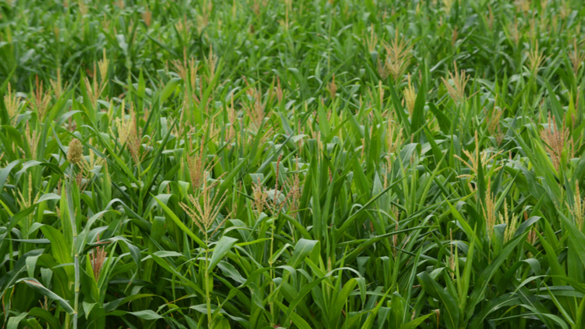 Bihar Government Agriculture Schemes 25 Percent Subsidy On Maize Processing Plant News In Hindi