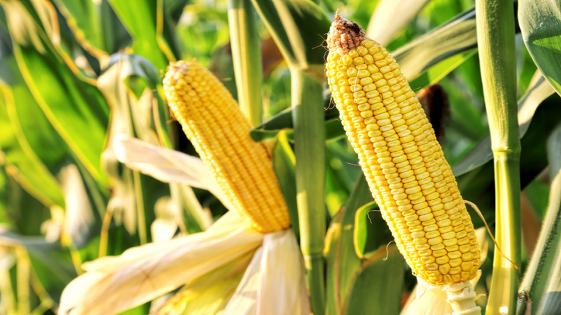 Bihar Government Agriculture Schemes 25 Percent Subsidy On Maize Processing Plant News In Hindi