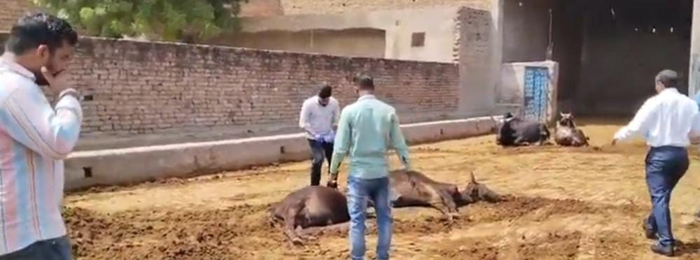 16 Bull died under suspicious circumstances in Nandisala