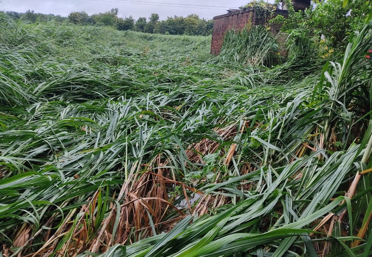 weather,crop,cane,agricultur