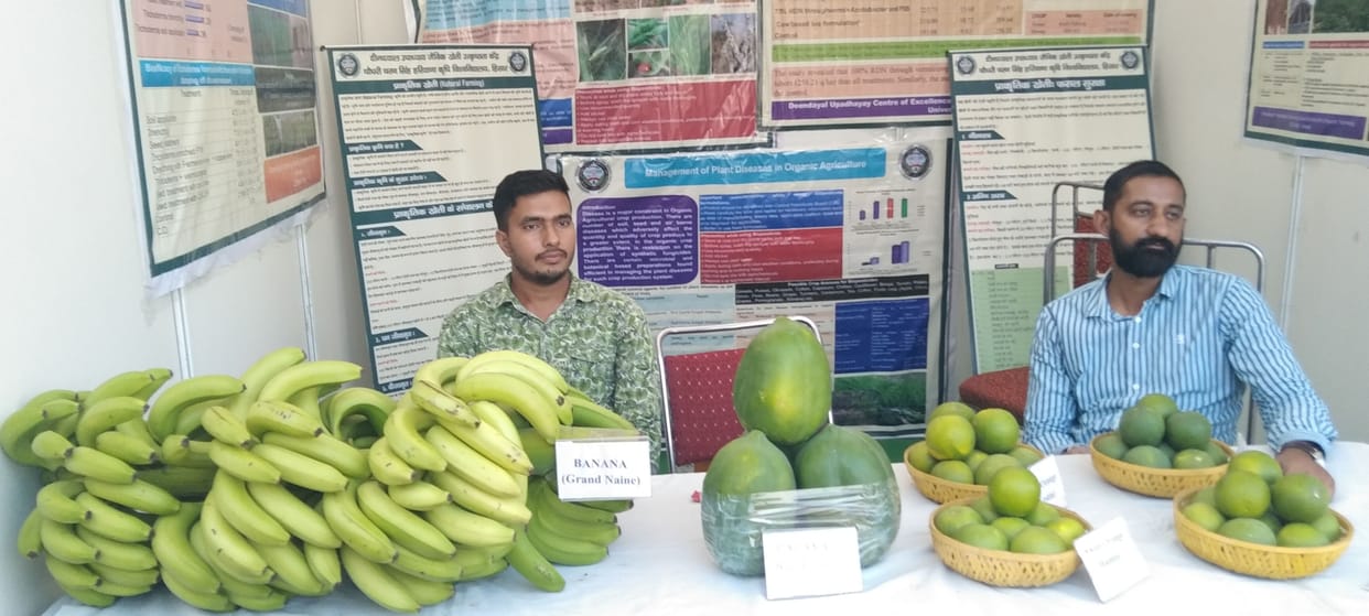 Hisar climate suitable for banana cultivation