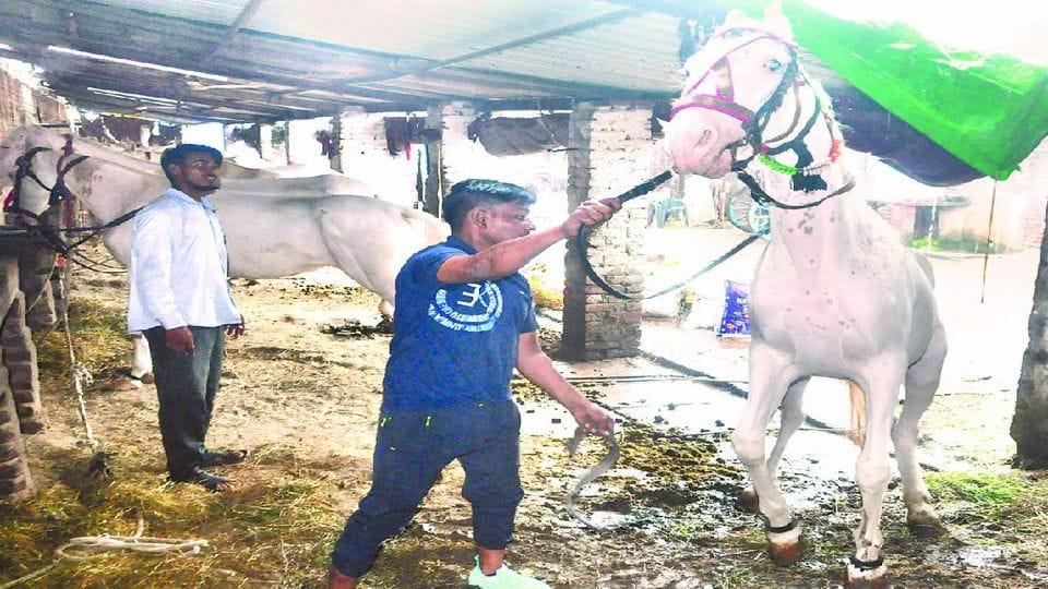 Horses being trained for Shri Ram Barat in Agra