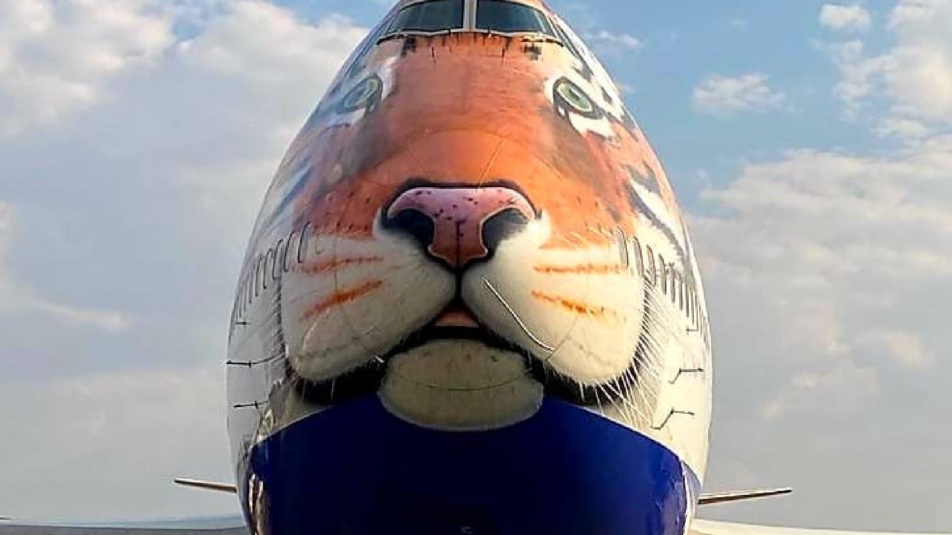 Cheetah in Kuno Cheetah are coming to India in a special plane from Namibia read more in hindi