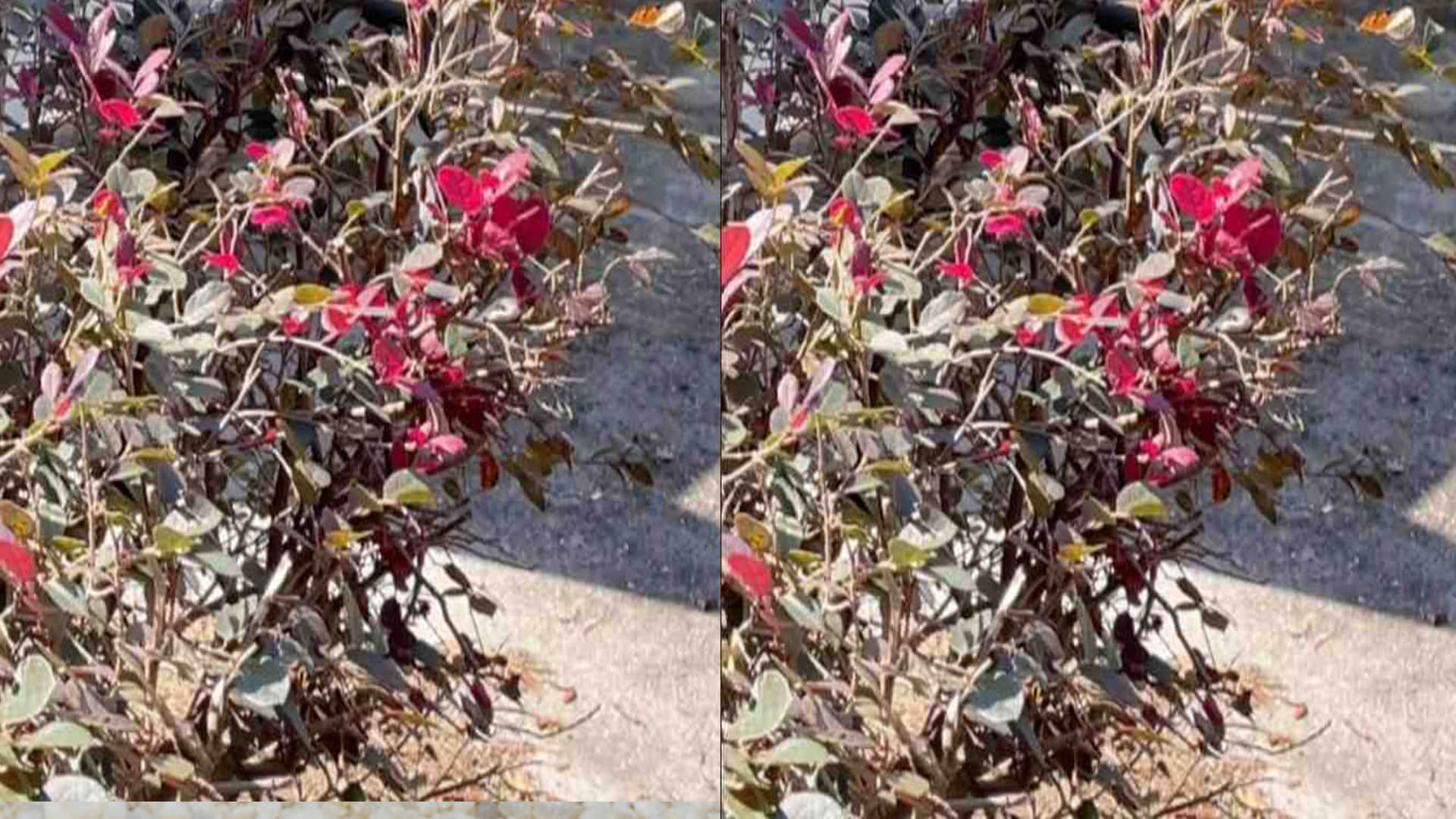 optical illusion images test your brain find out a hidden snake in pic check brain iq google trends