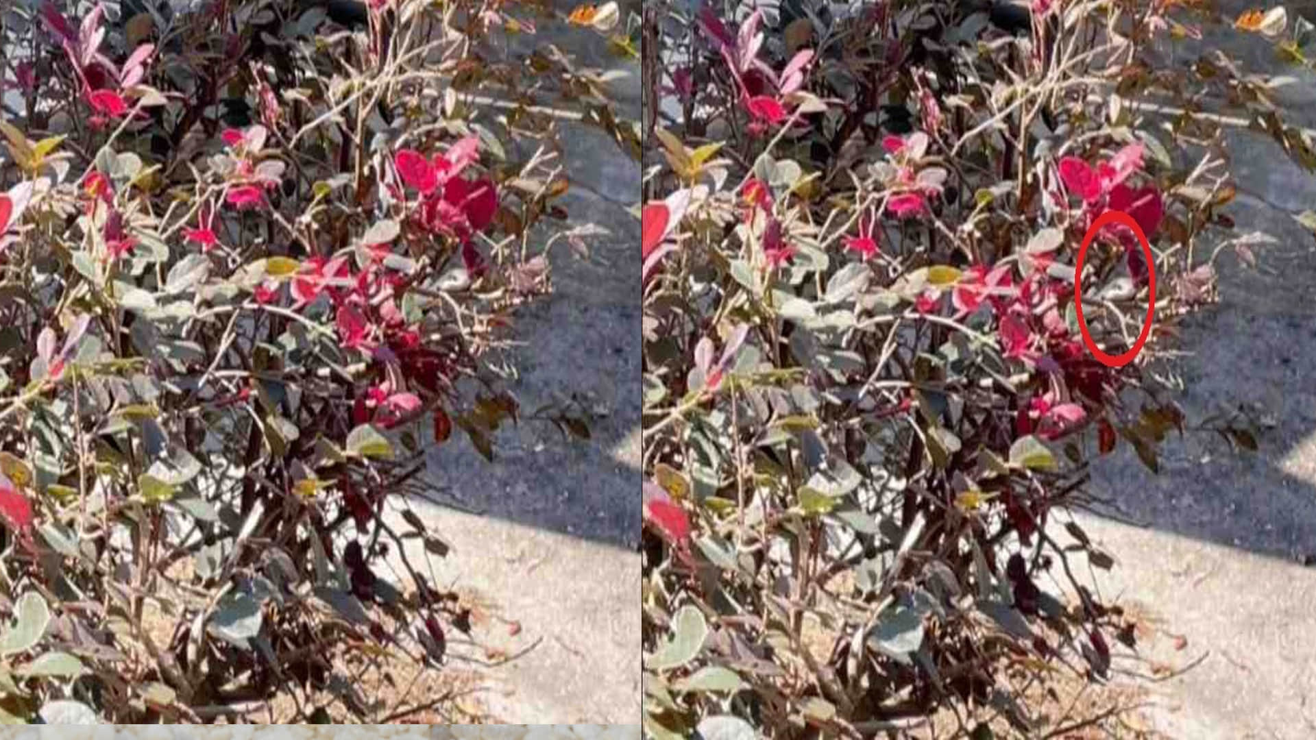 optical illusion images test your brain find out a hidden snake in pic check brain iq google trends