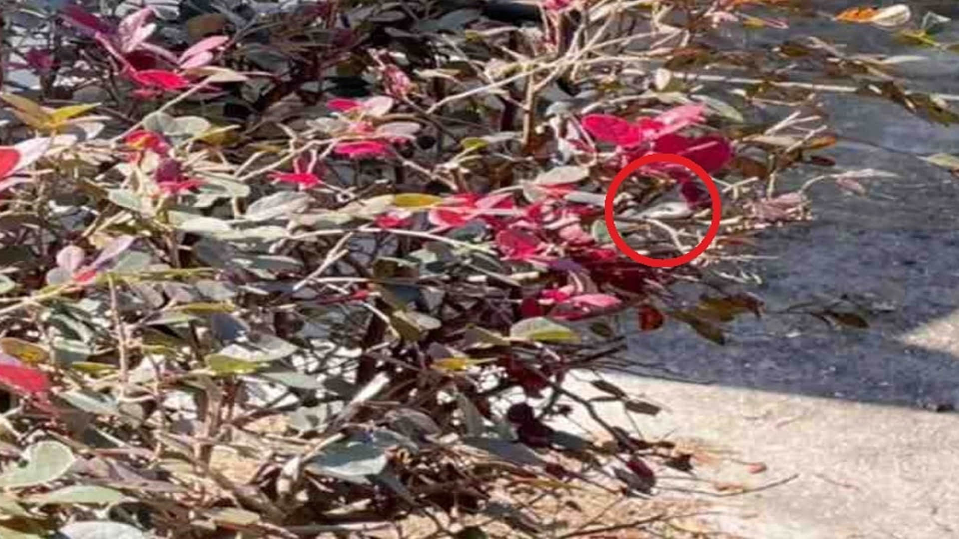 optical illusion images test your brain find out a hidden snake in pic check brain iq google trends