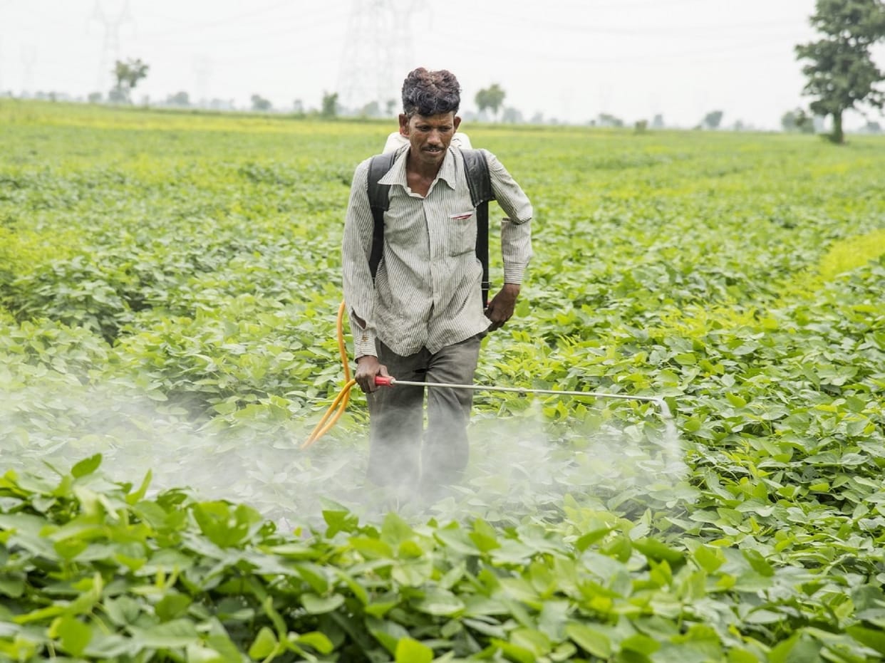 Pesticides: Farmers are in trap of pesticide companies, export of fruits and vegetables affected