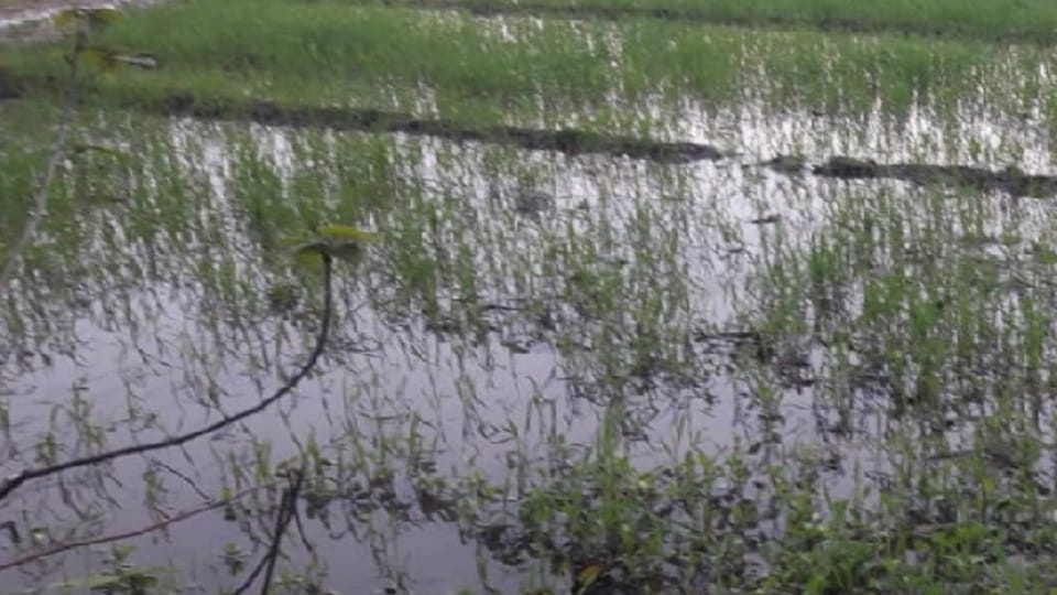 many acres of crops ruined due to rain and strong winds for three days in Lalitpur
