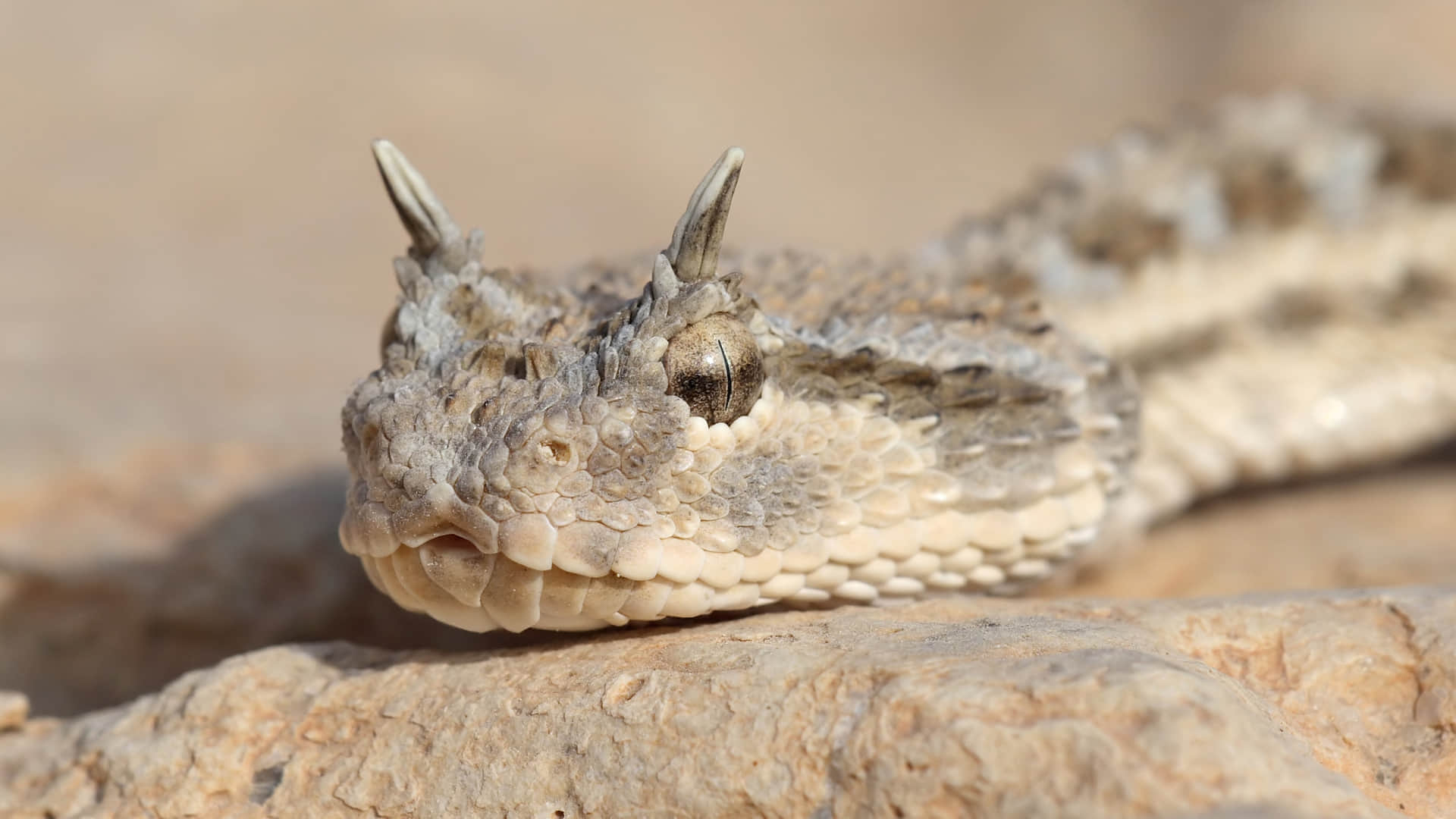horned snake trending video snake with horn viral video on social media