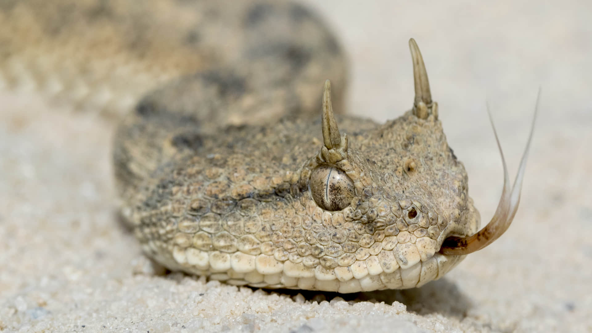 horned snake trending video snake with horn viral video on social media