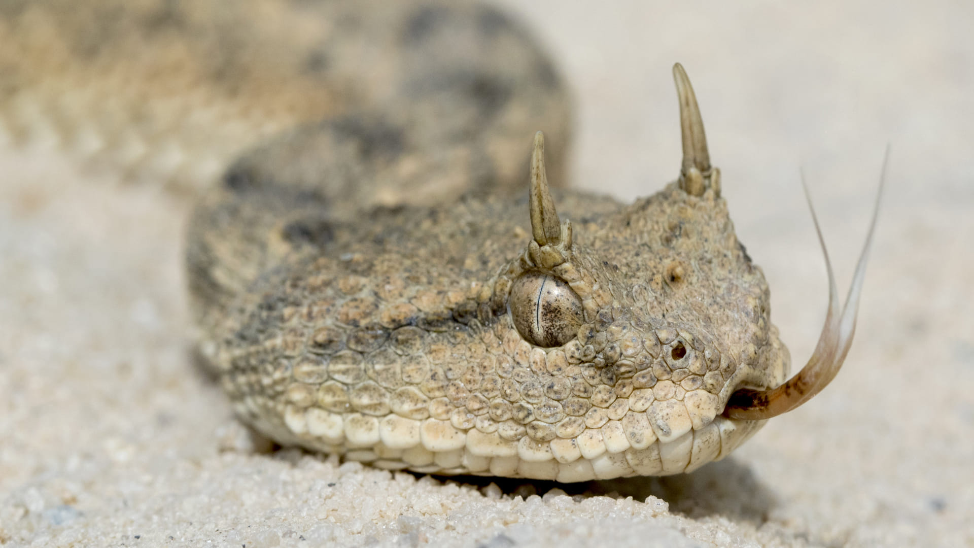 horned snake trending video snake with horn viral video on social media