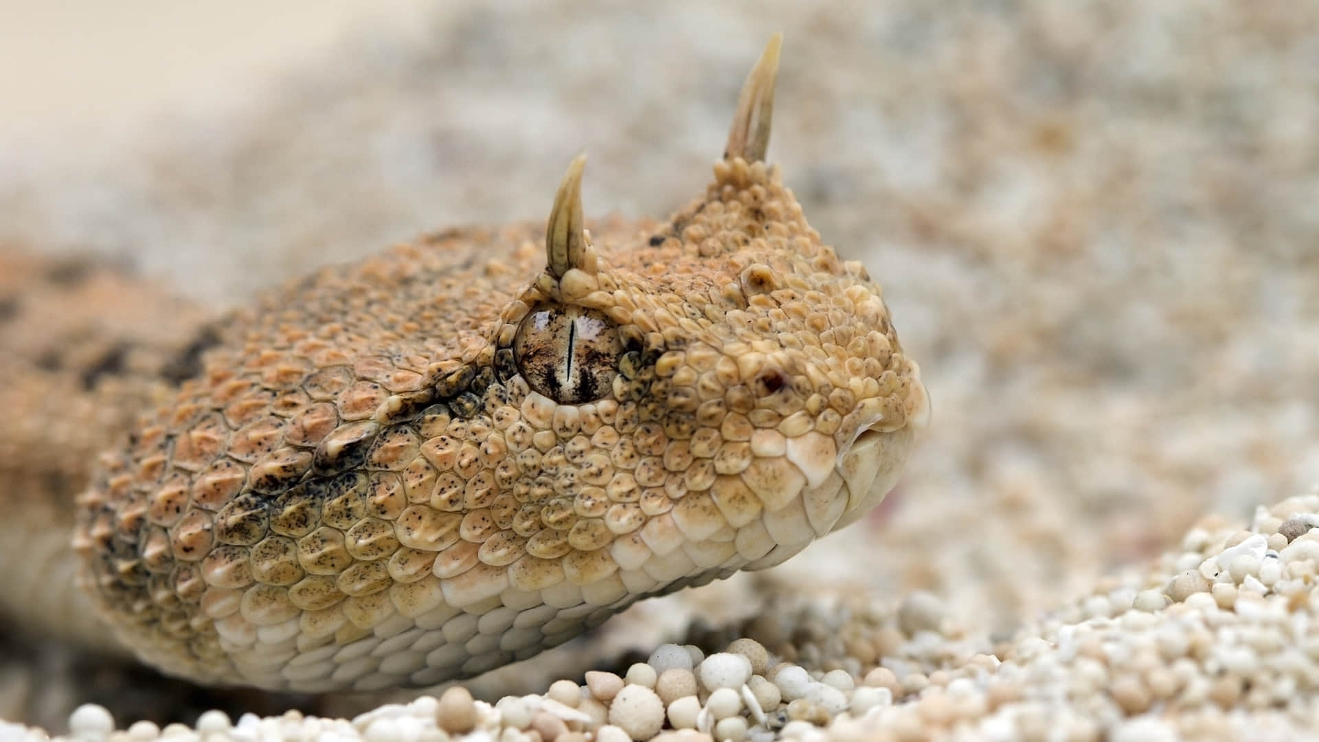 horned snake trending video snake with horn viral video on social media
