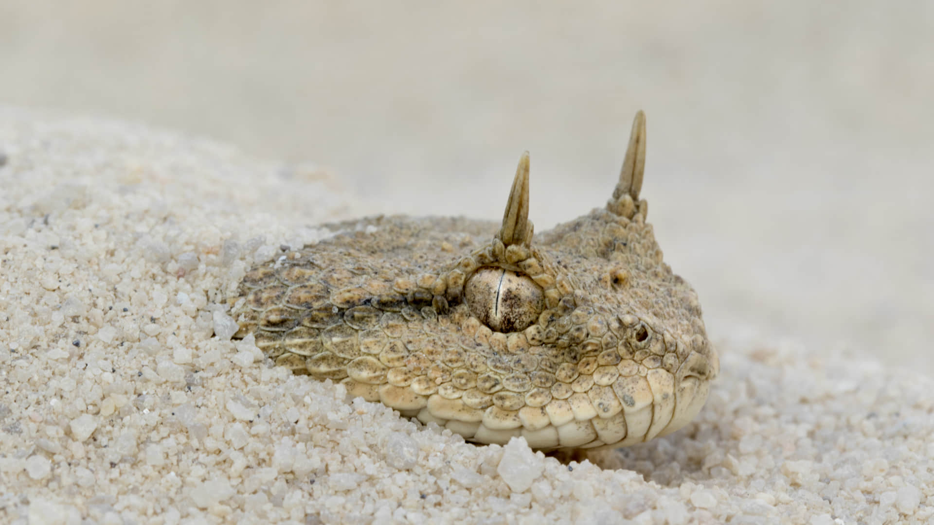 horned snake trending video snake with horn viral video on social media