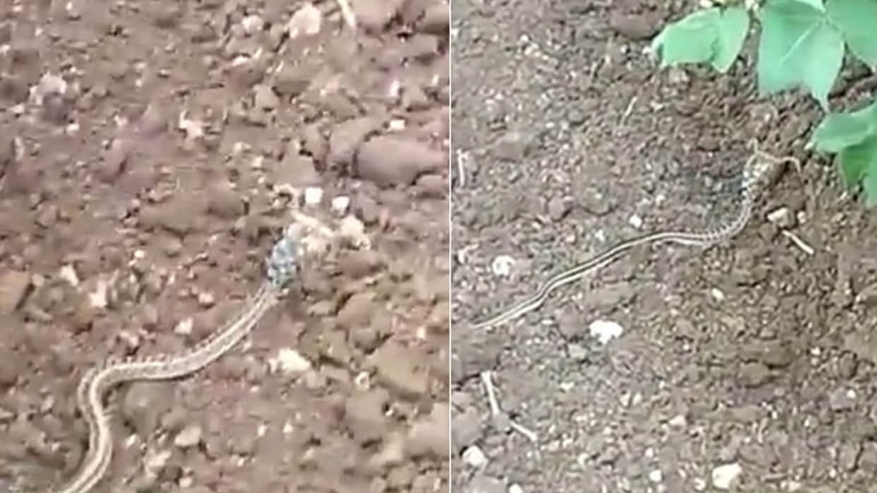 horned snake trending video snake with horn viral video on social media