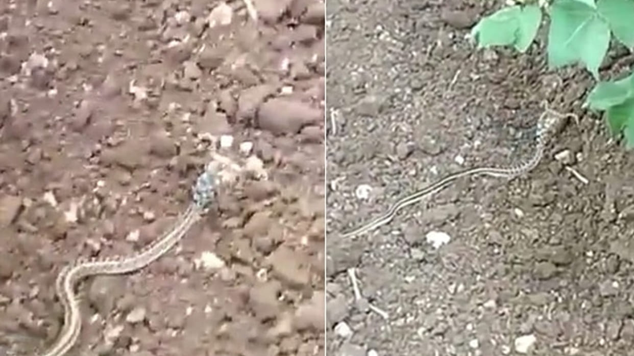 horned snake trending video snake with horn viral video on social media