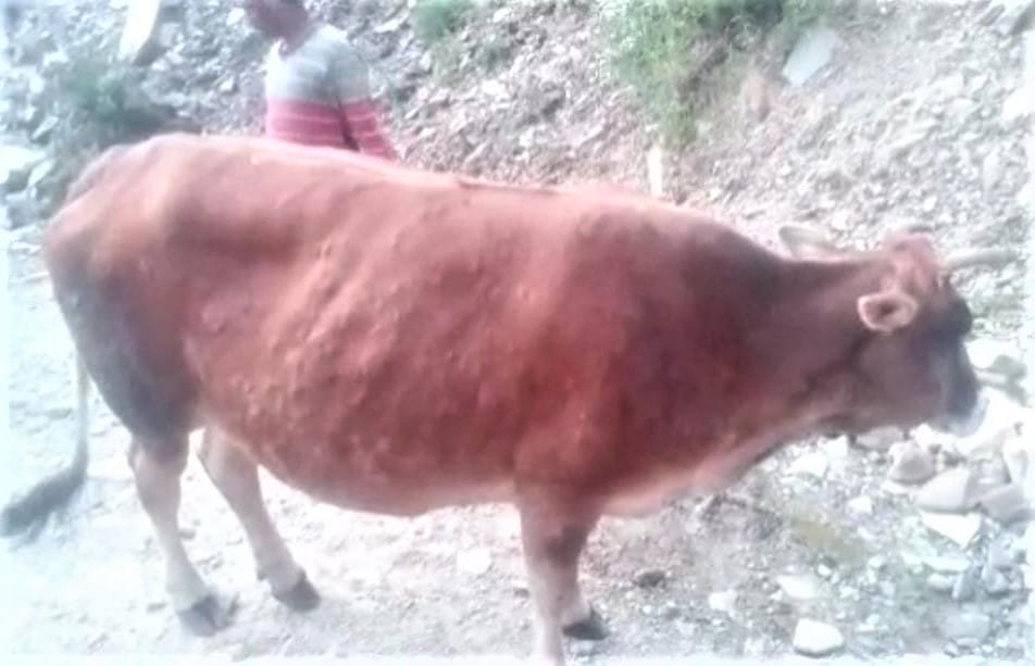chonthala villaege many cattel infected with lampi deases