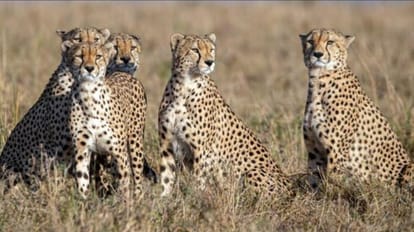 Kuno National Park: By the third week of June, seven more cheetahs will be released in the wild.