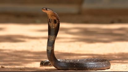 12 year old boy died due to snake bite in shahjahanpur