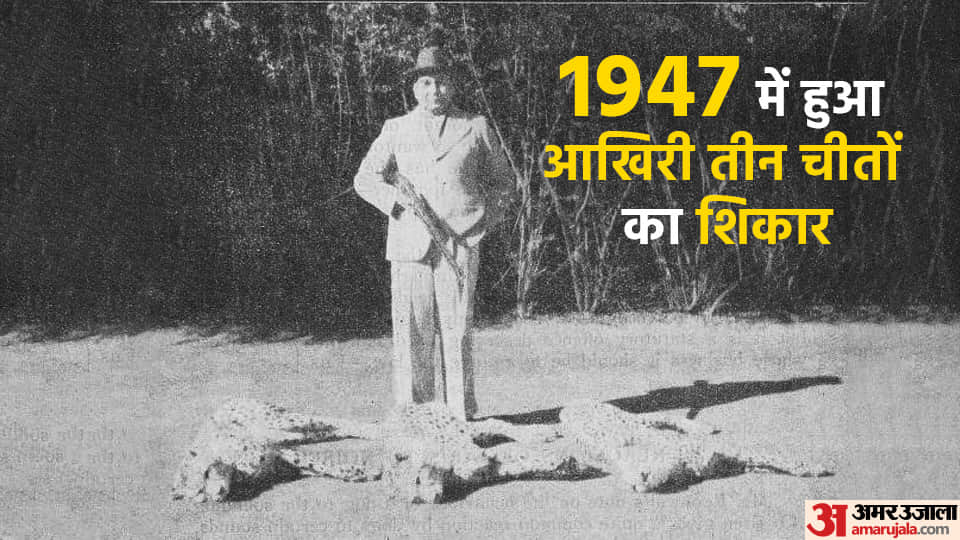 Akbar had thousand cheetahs, this king hunted the last three cheetahs, know the story of Indian cheetahs