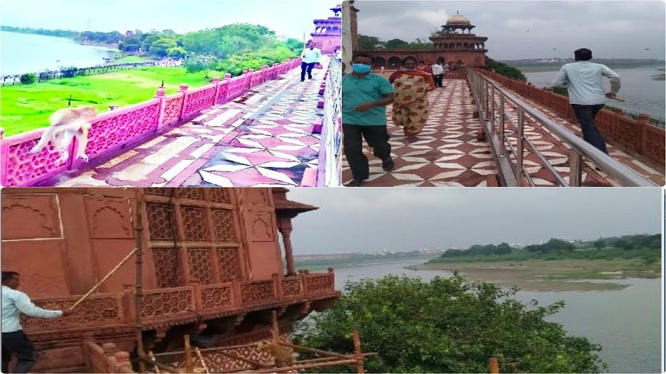 ASI Employee Duty To Run Monkey From Taj Mahal In Agra