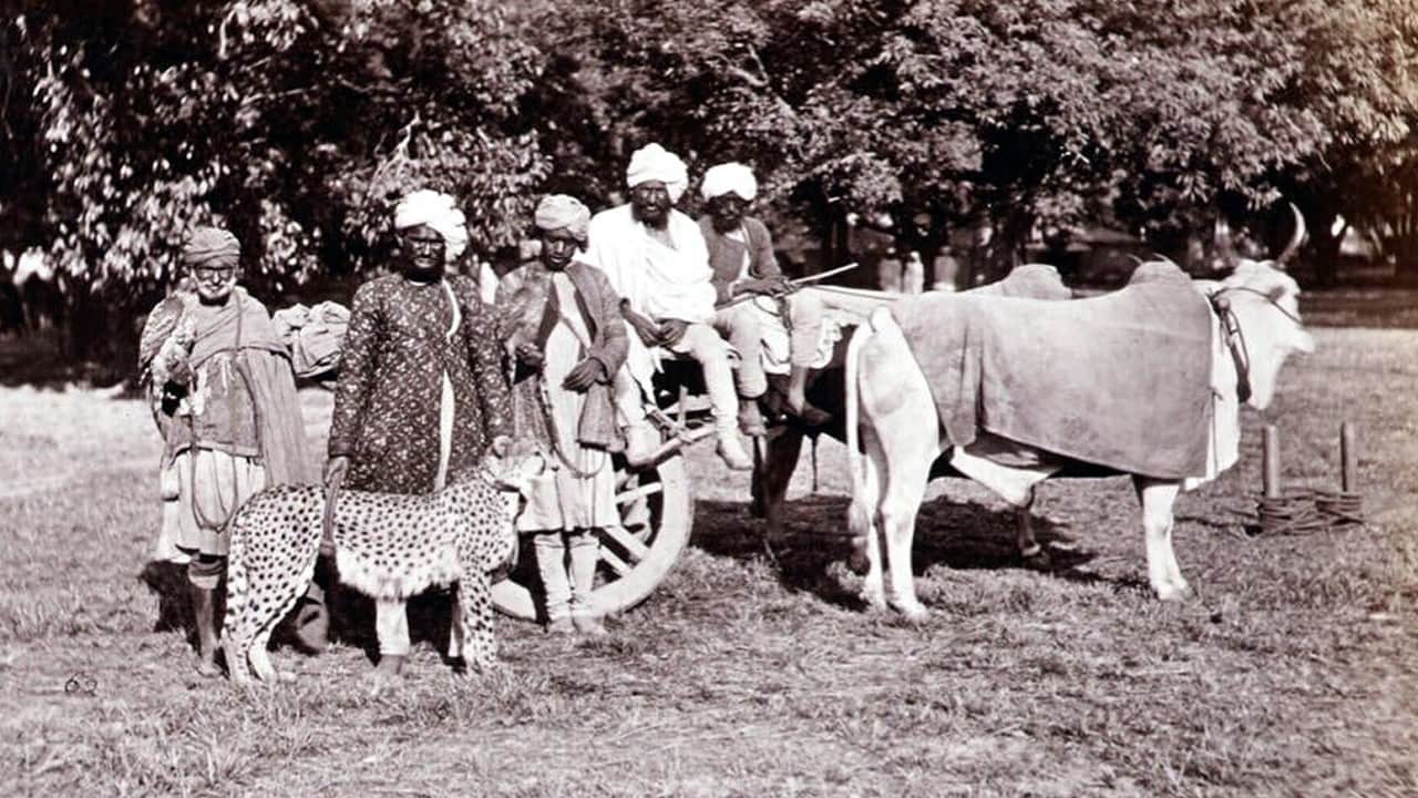 Akbar had thousand cheetahs, this king hunted the last three cheetahs, know the story of Indian cheetahs