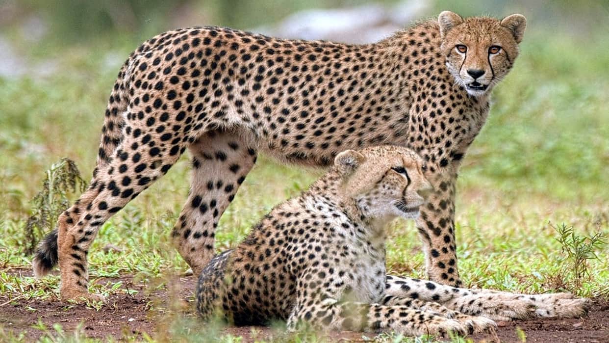 Cheetah in India can the Big Wild Cat species Prosper here far from African Continent experts speak