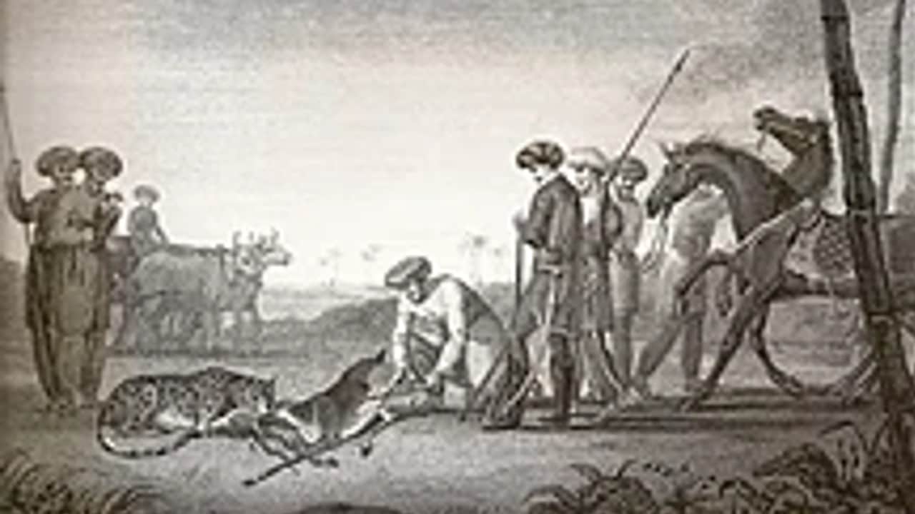 Akbar had thousand cheetahs, this king hunted the last three cheetahs, know the story of Indian cheetahs