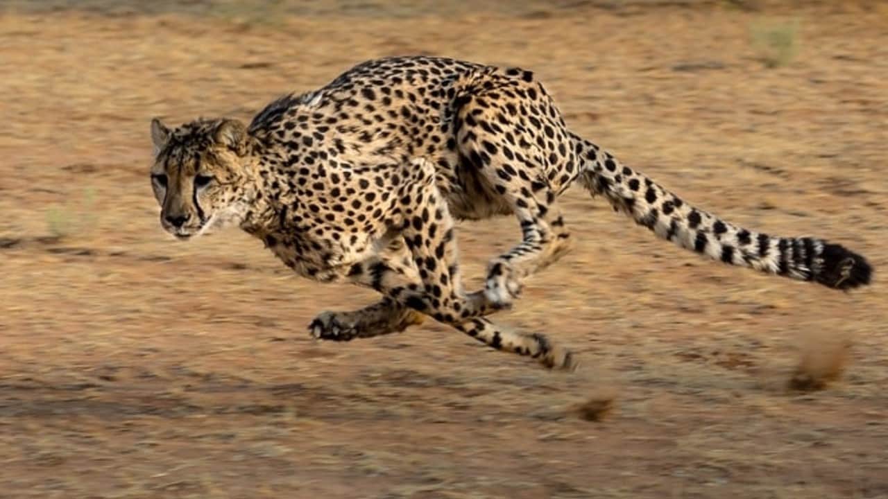 Speed of Cheetah is 120, jump of 23 feet, know all the specialties of Cheetah