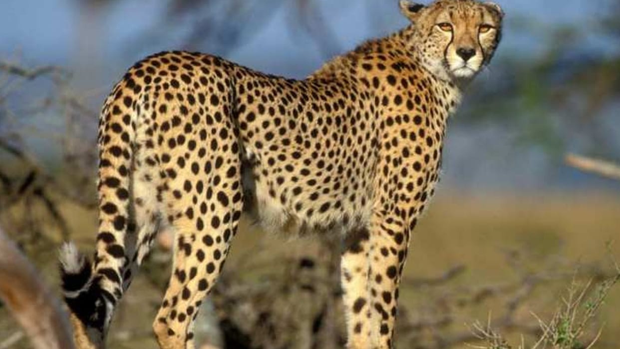 Cheetahs brought to India from Namibia will be tested for new environment and food uttarakhand news in hindi
