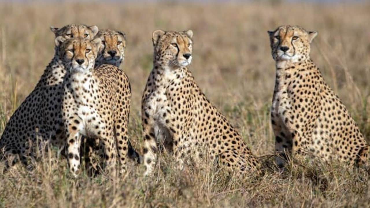 Speed of Cheetah is 120, jump of 23 feet, know all the specialties of Cheetah
