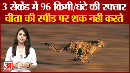 cheetah translocation in kuno national park news