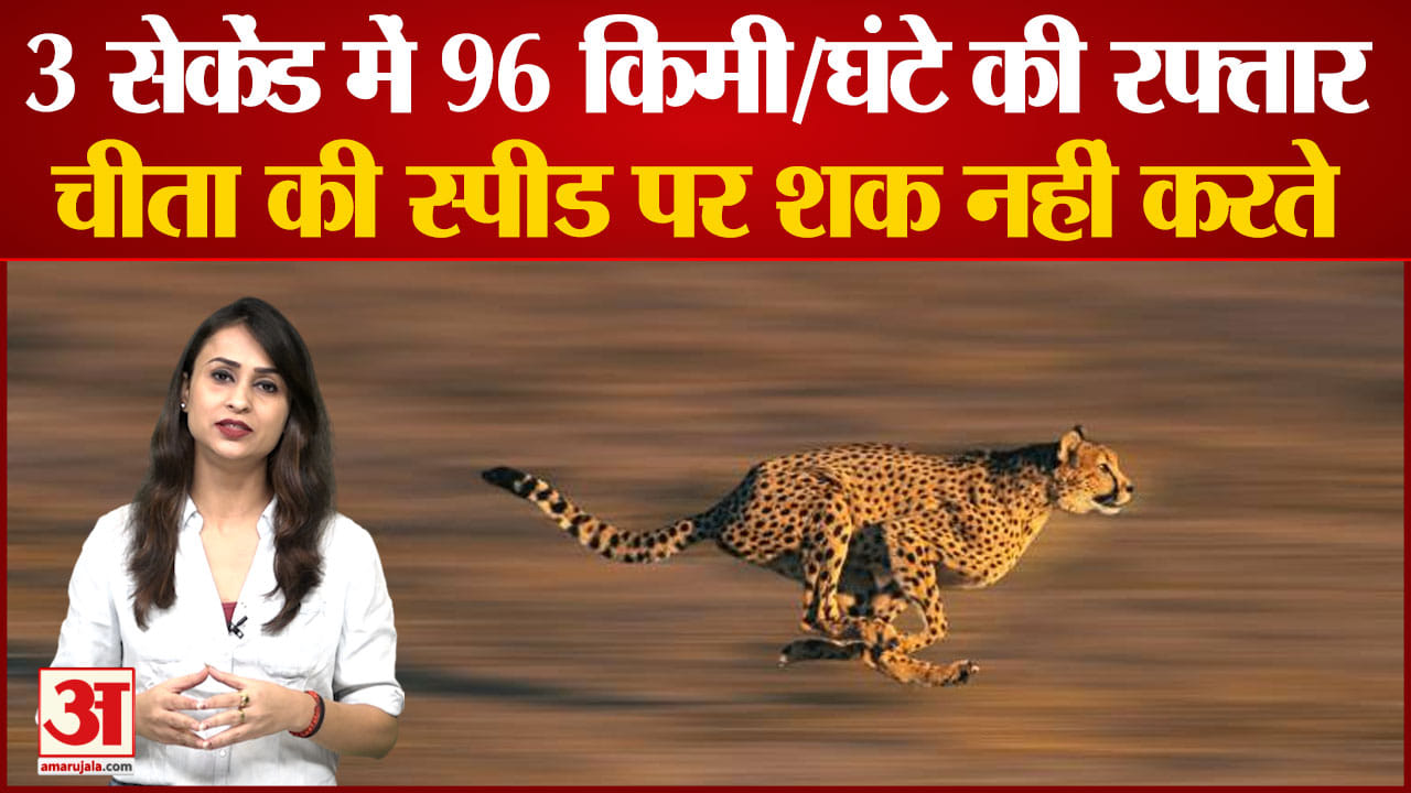 चीता