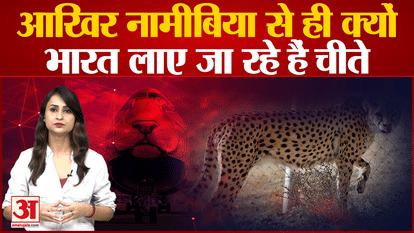 why cheetah came from namibia only