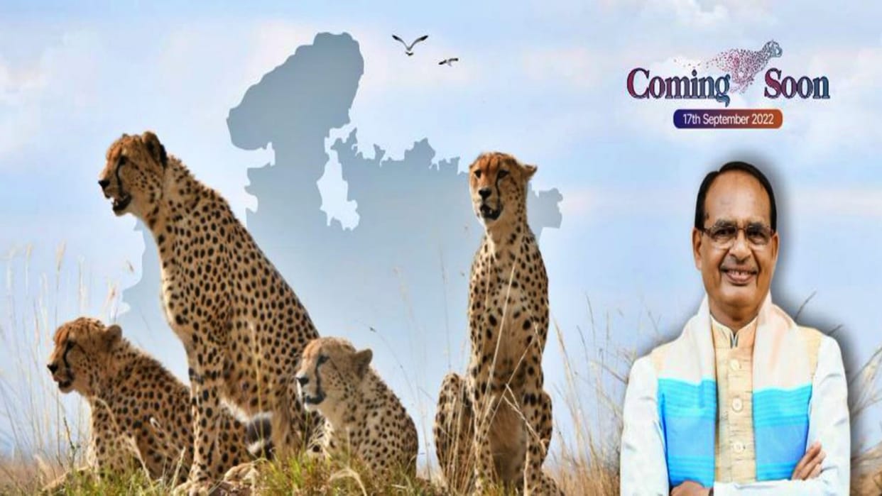 MP News CM Shivraj statement regarding cheetahs coming from Namibia