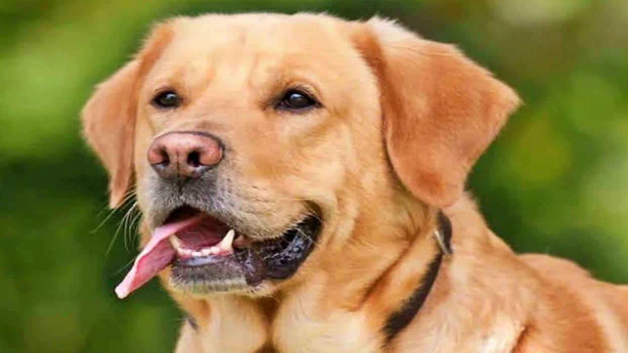 World Rabies Day: Patients suffering for serum in nine districts of Jammu and Kashmir