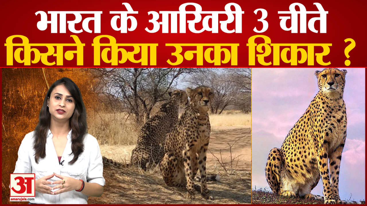 नामीबिया चीता