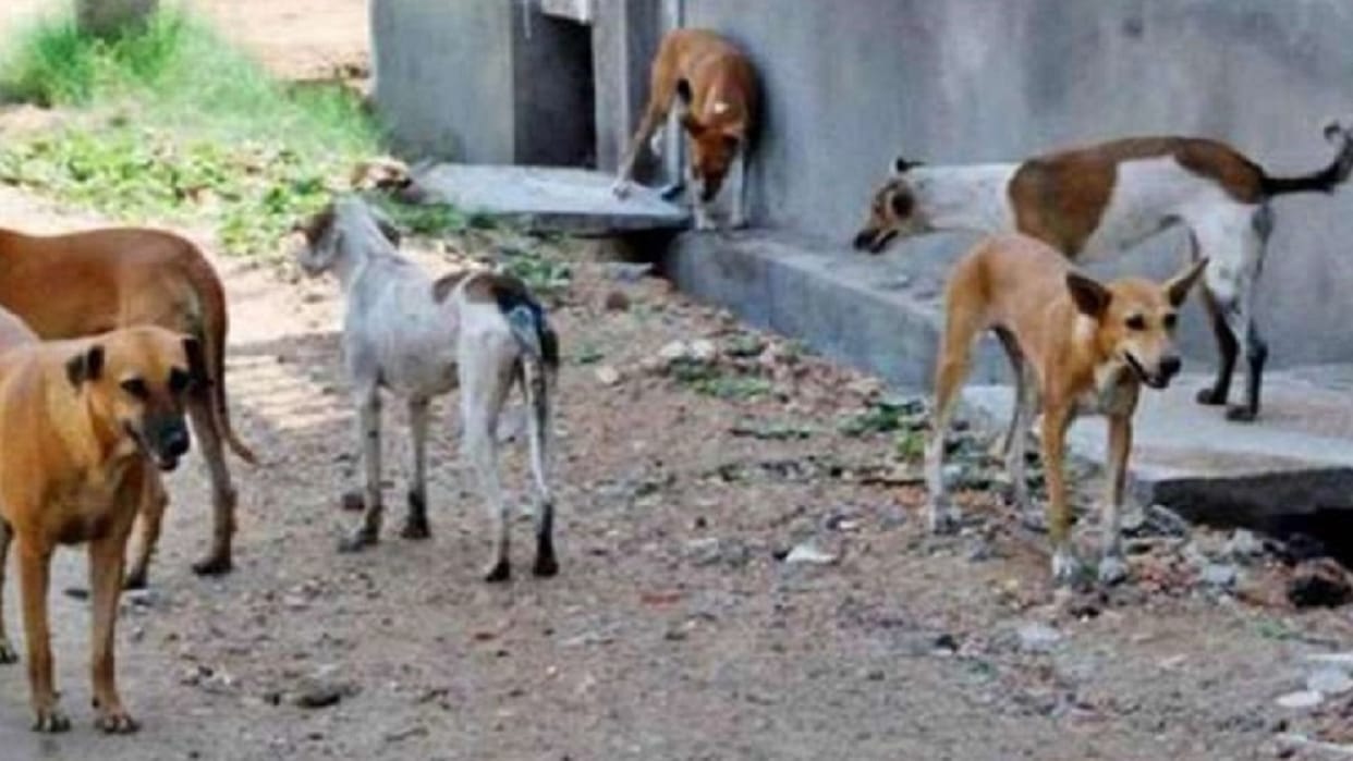 11 children injured in dog attack in agra