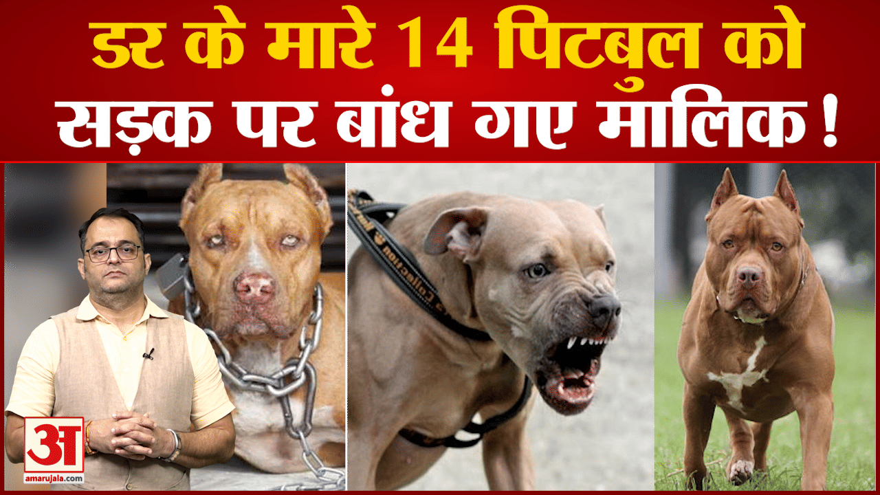 पिटबुल