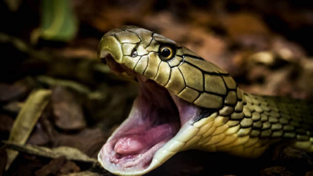 Venomous Snake Farming In Village Of China Zhejiang Know History Behind It In Hindi