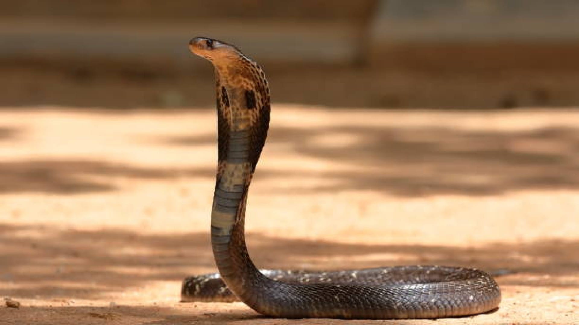 Snake Video boy dance with king cobra video goes viral on social media
