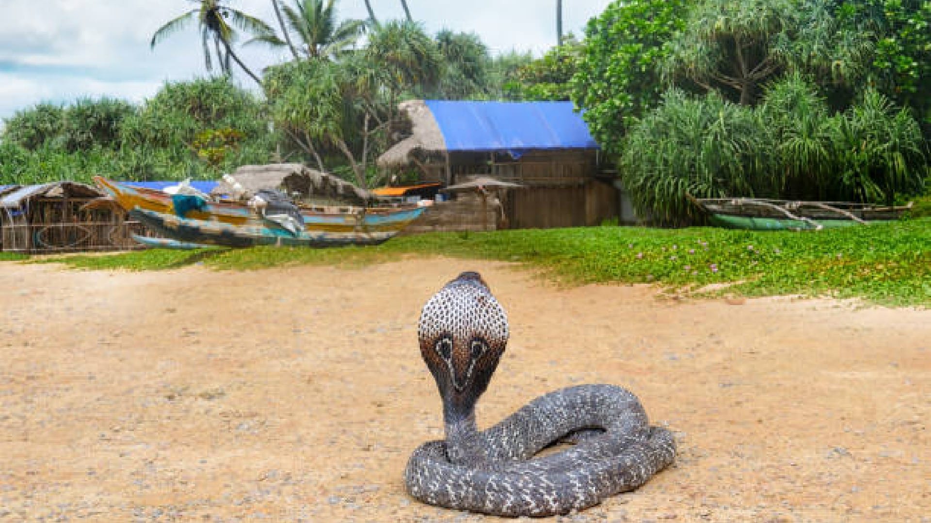 Snake Video boy dance with king cobra video goes viral on social media