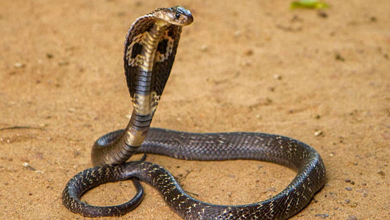 Father avenged death due to snake bite by burning snake